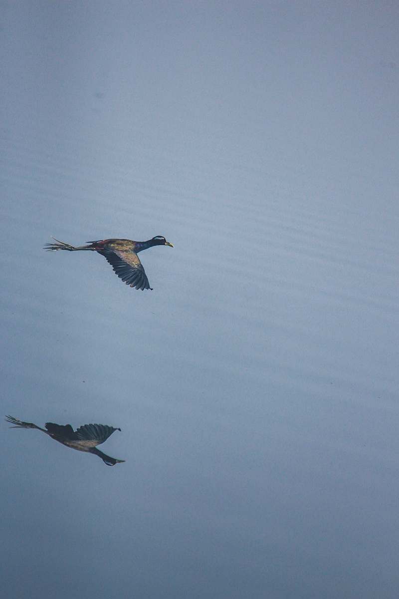 bird black and gray duck flying over the body of water grey