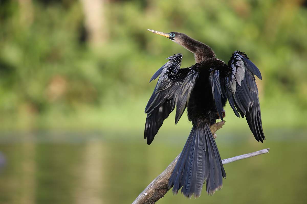 bird black and gray long-beaked bird anhinga