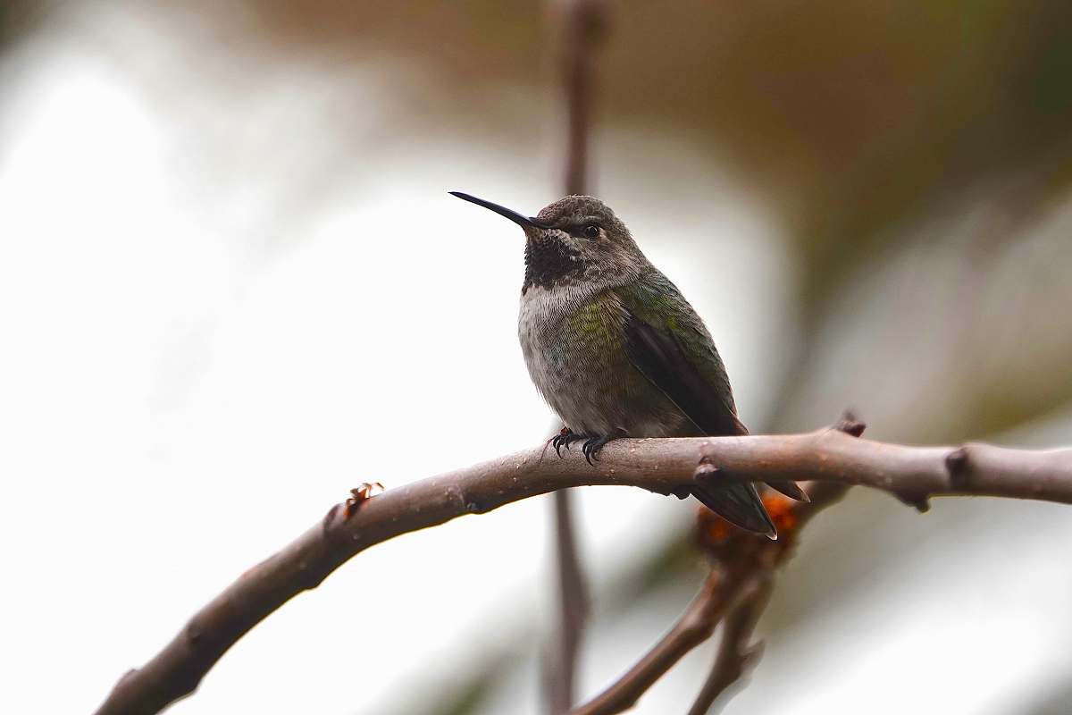 bird black and grey bird perching on tree branch during daytime hummingbird