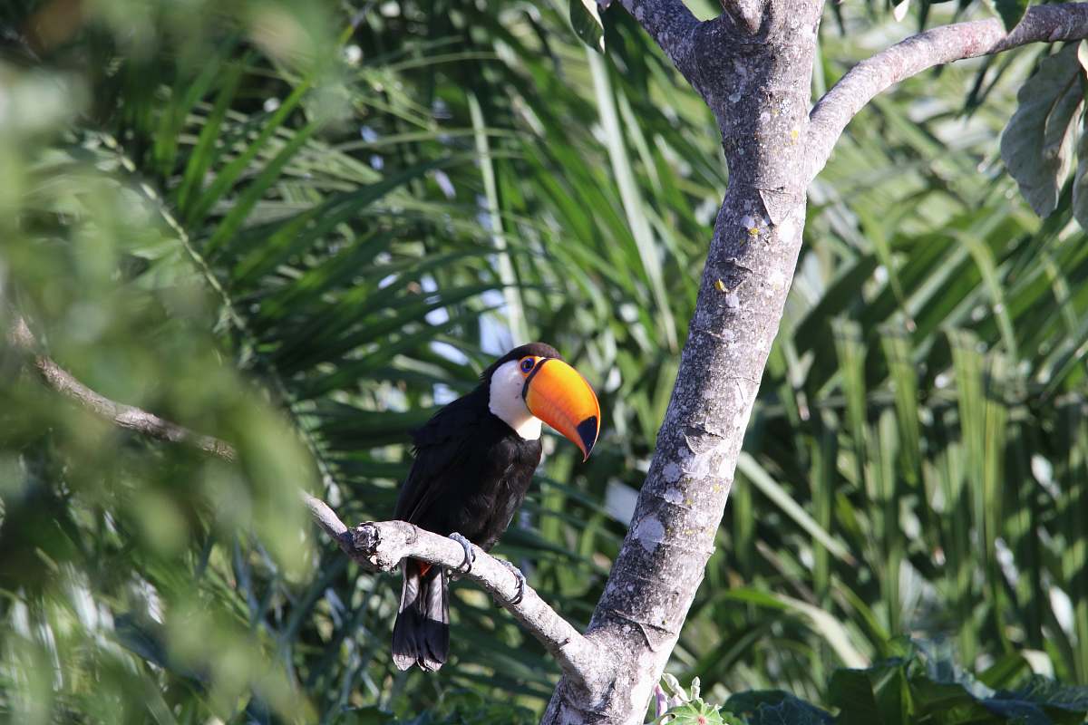 beak black and orange bird fetched on tree branch nature