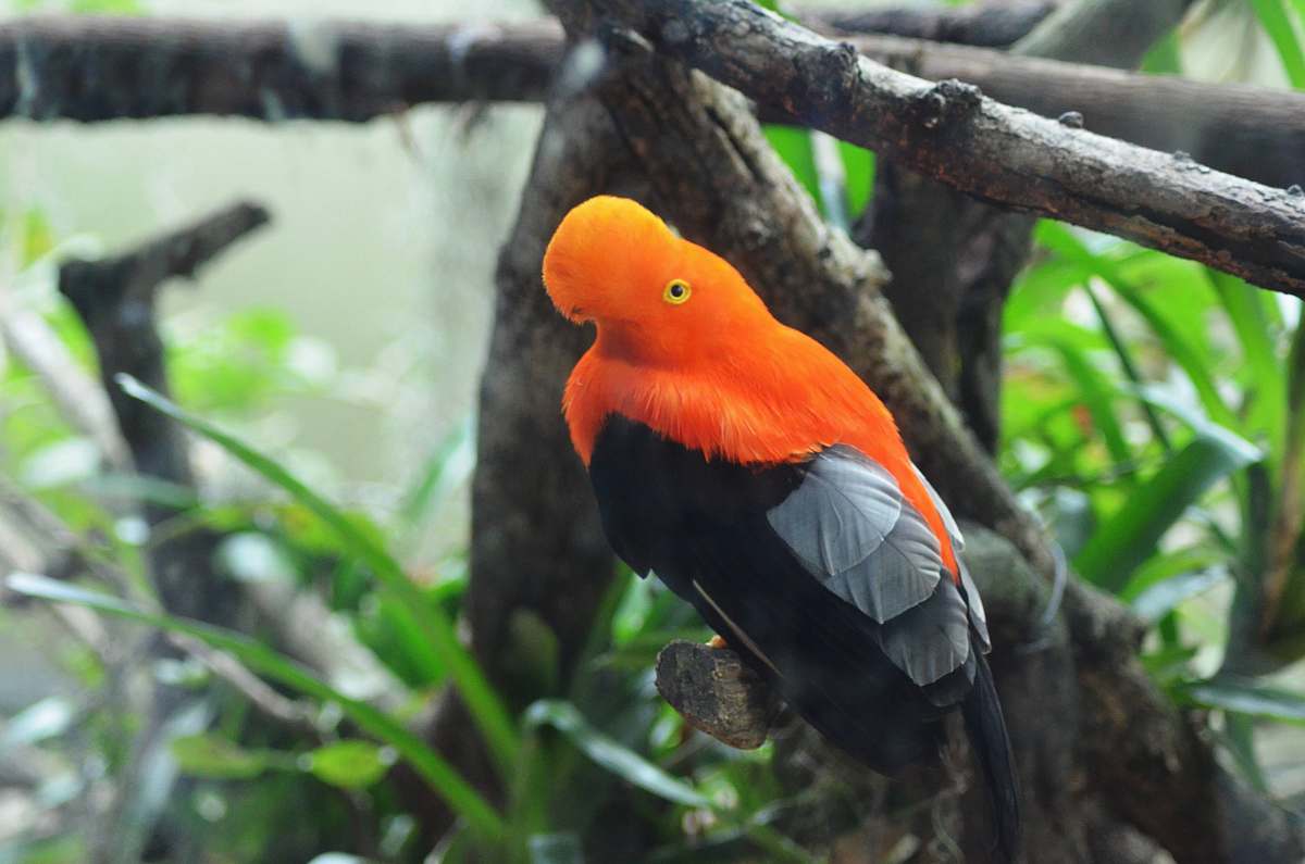 bird black and orange bird perched on tree branch bush