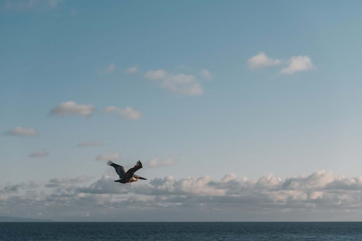 bird black and white bald eagle flying