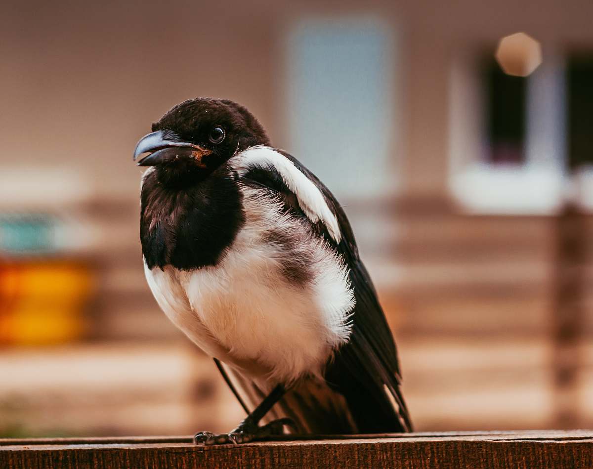 bird black and white bird on brown wooden surface magpie