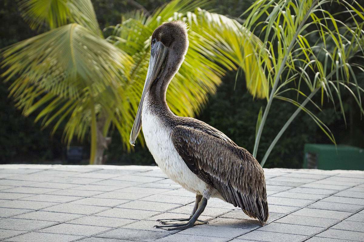 bird black and white bird on gray concrete floor anhinga