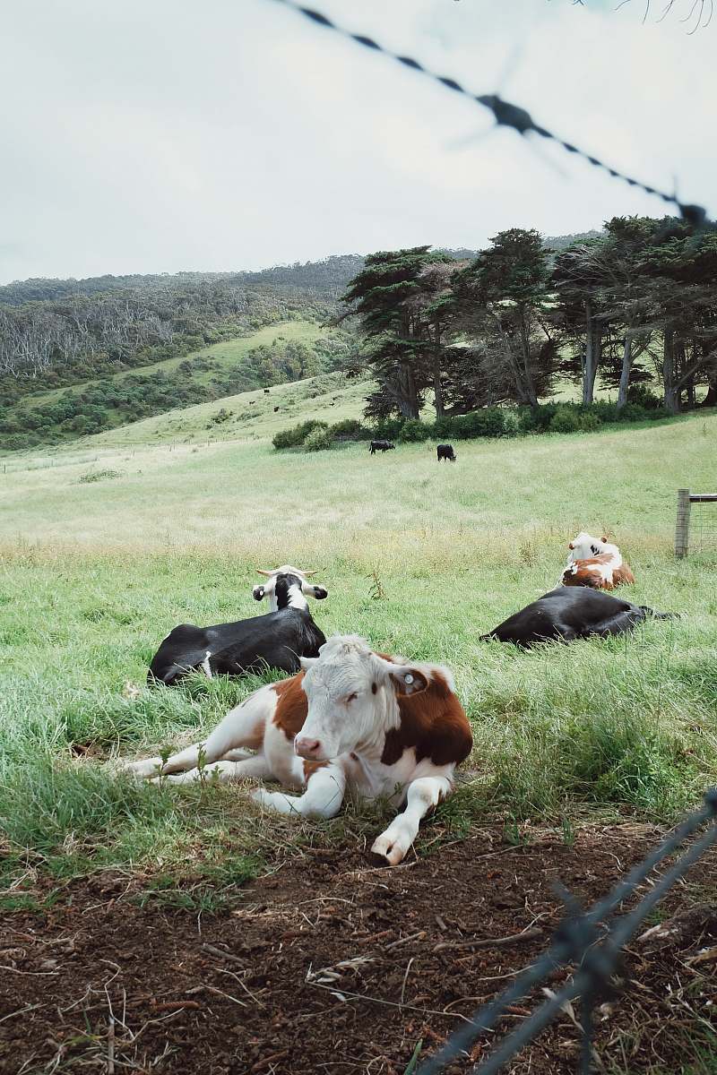 cow black and white coated cow cattle