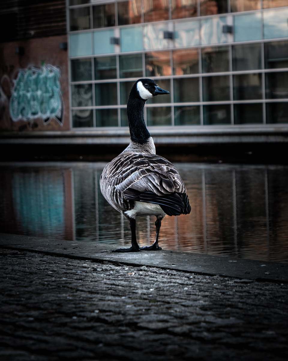 bird black and white duck goose