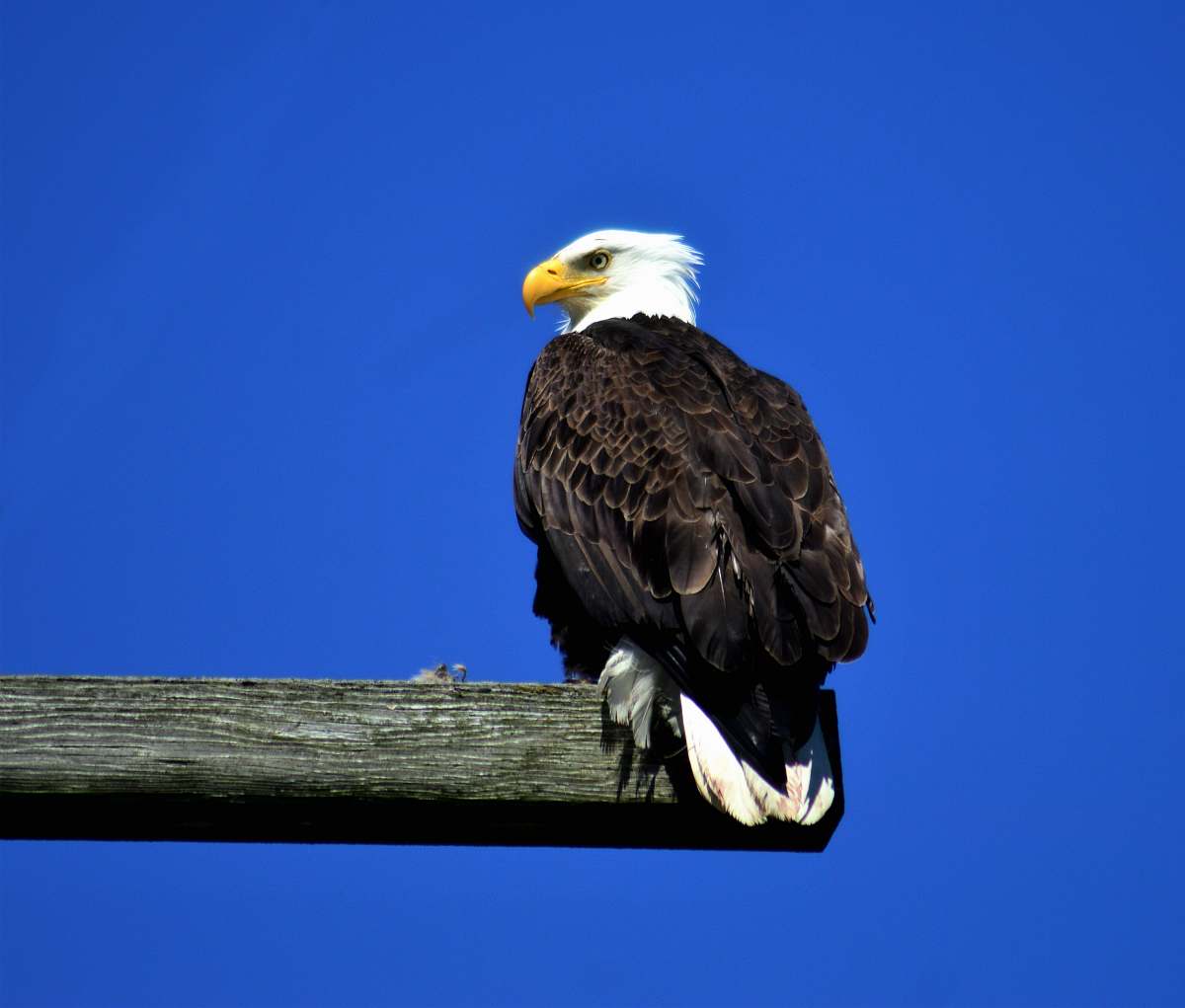 bird black and white eagle perching on wood eagle