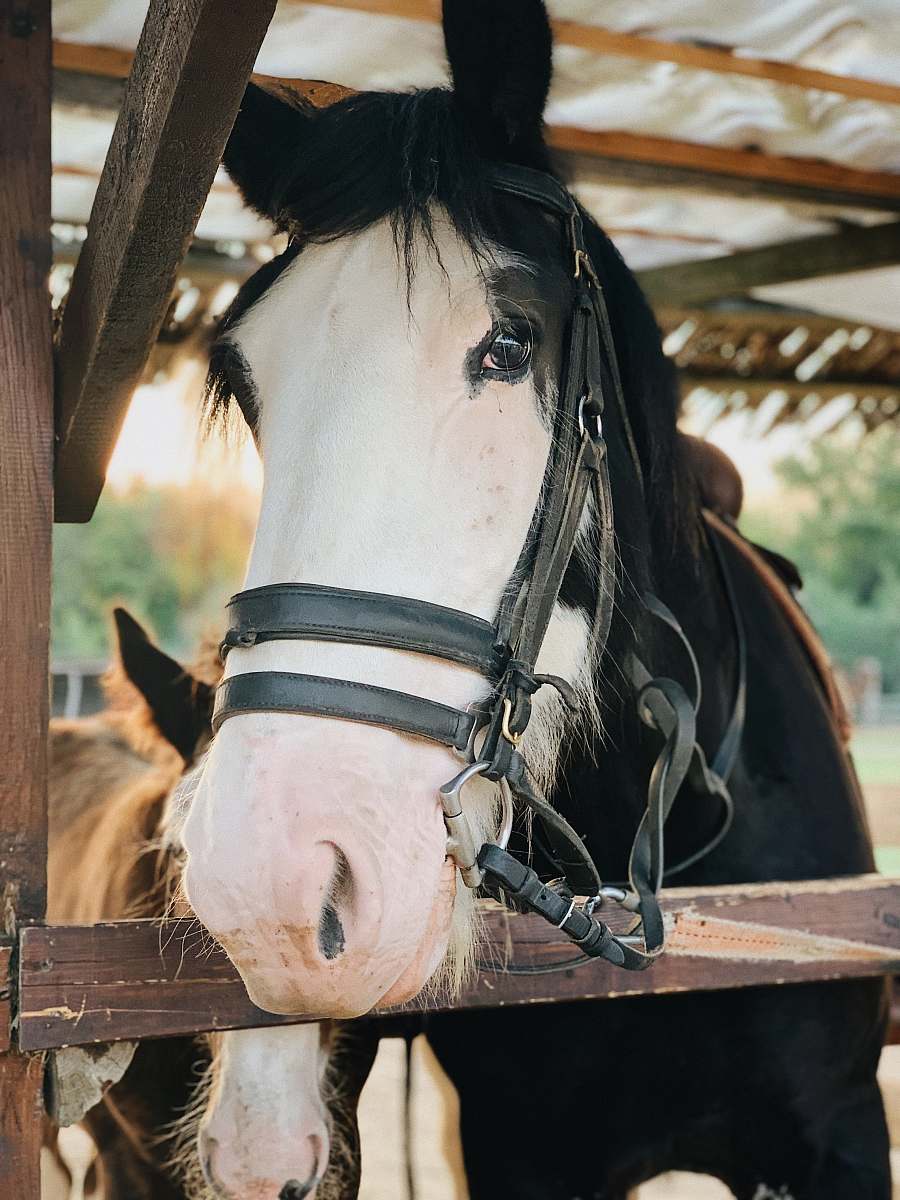mammal black and white horse horse
