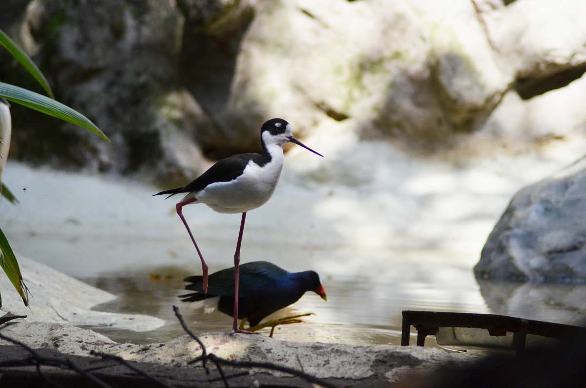 bird black and white long-beaked bird near body of water beak