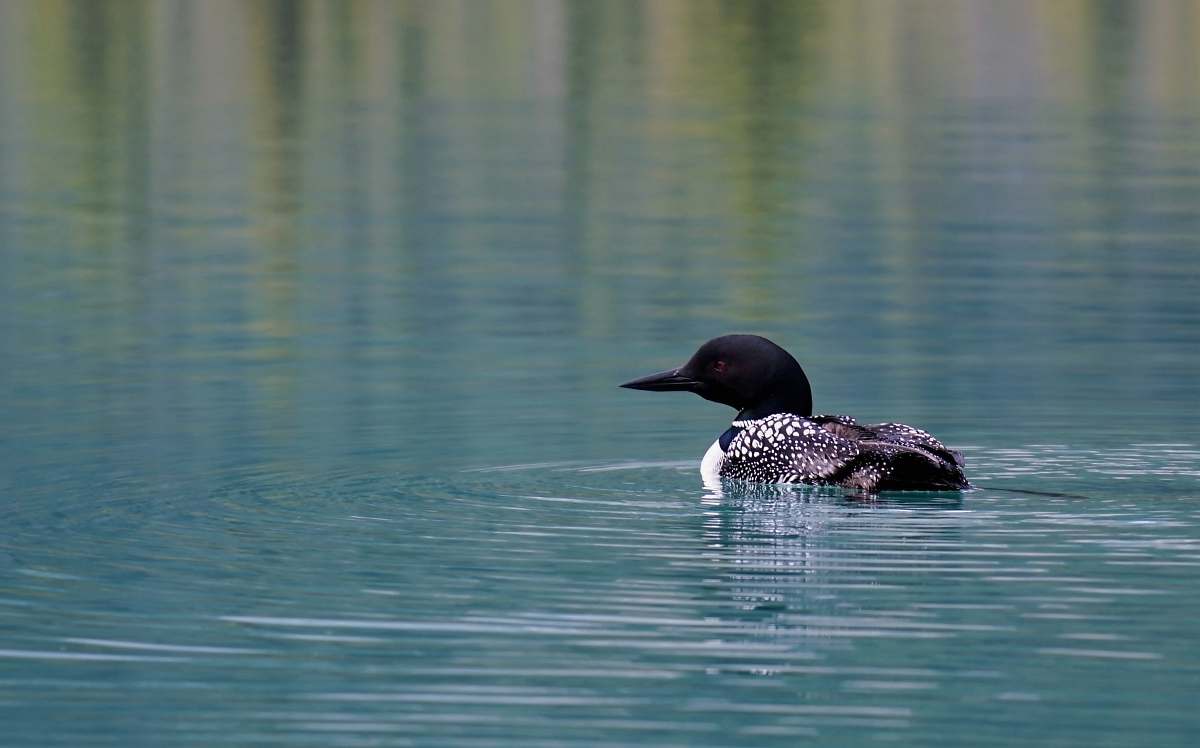 bird black and white mallard duck on body of water water
