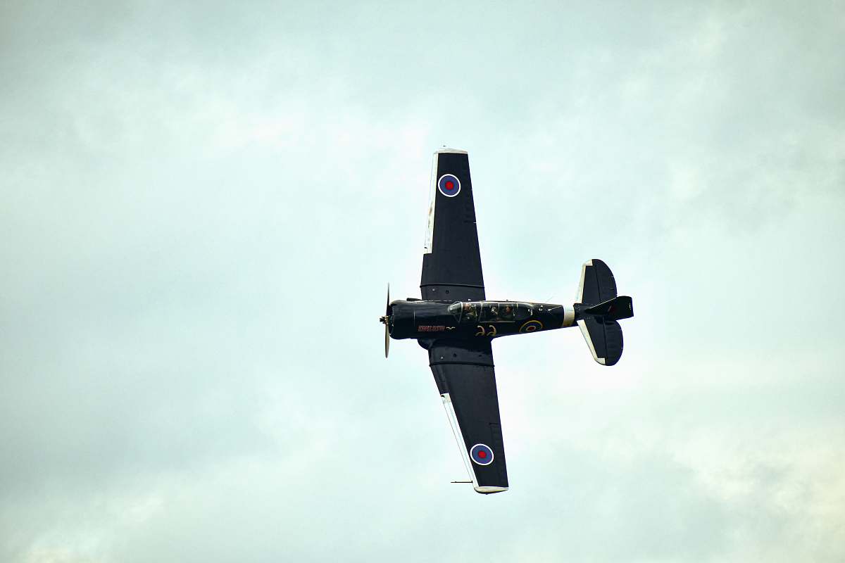 bird black and white plane in the sky flying