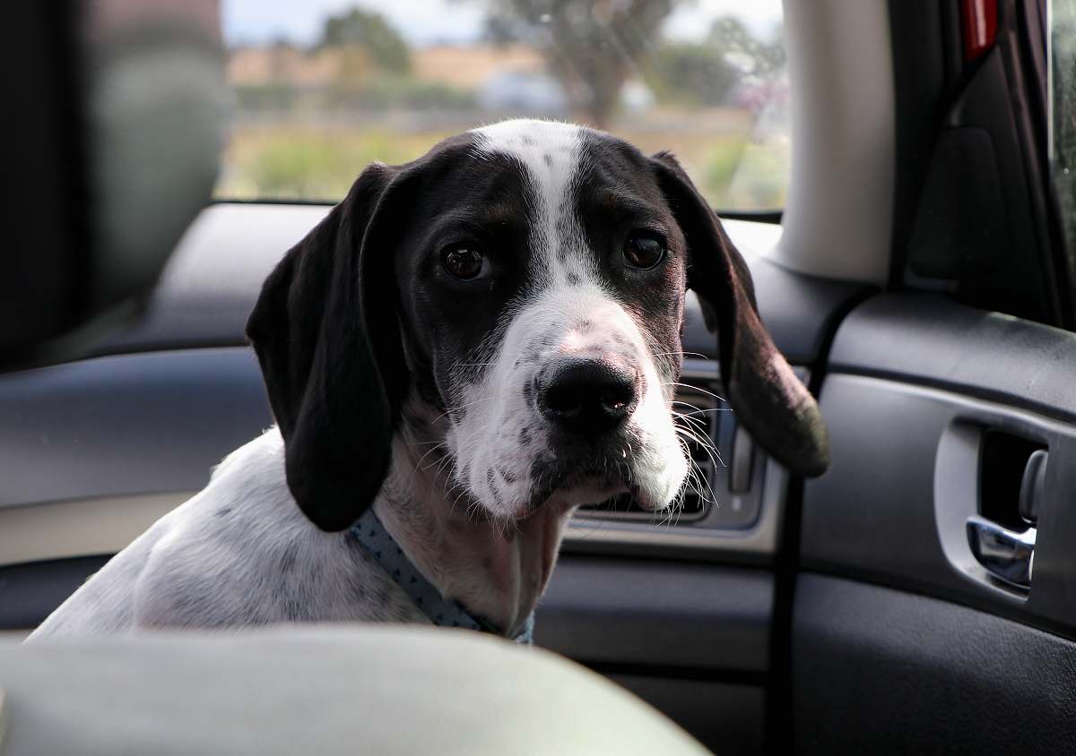 dog black and white short-coat dog sitting on car seat canine