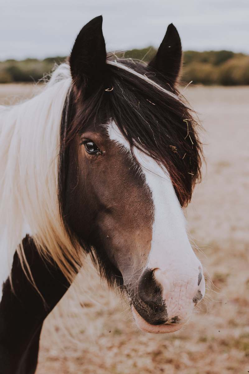 mammal black and white stallion horse in field g horse