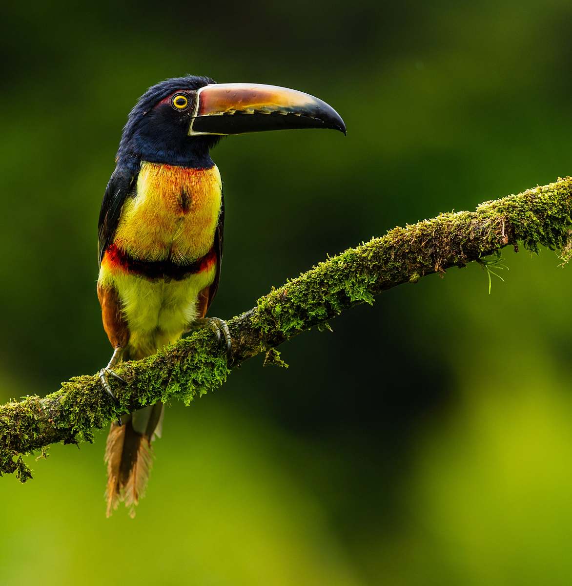 bird black and yellow bird on green branch during daytime toucan