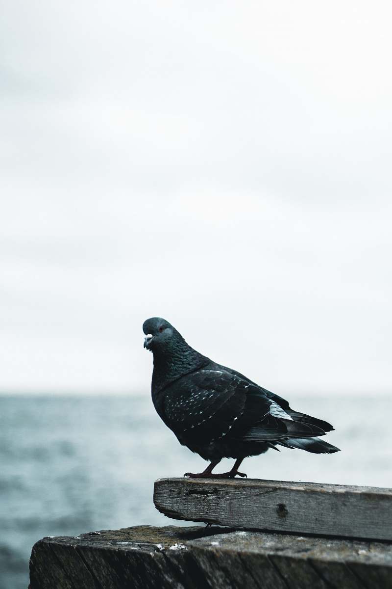 bird black bird close-up photography palanga