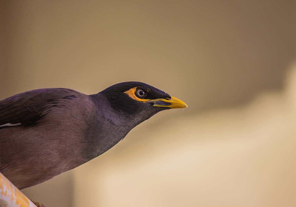 india black bird gandhinagar