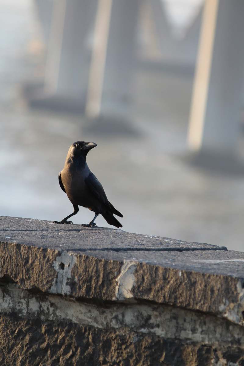 bird black bird on concrete fence agelaius