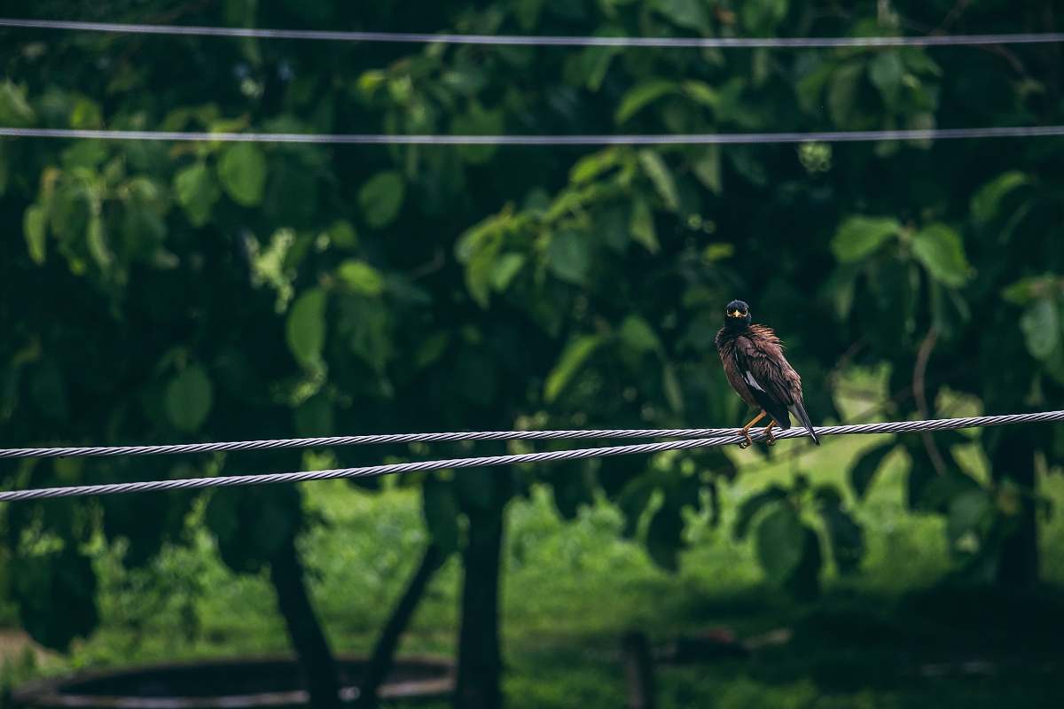 bird black bird on gray wire accipiter
