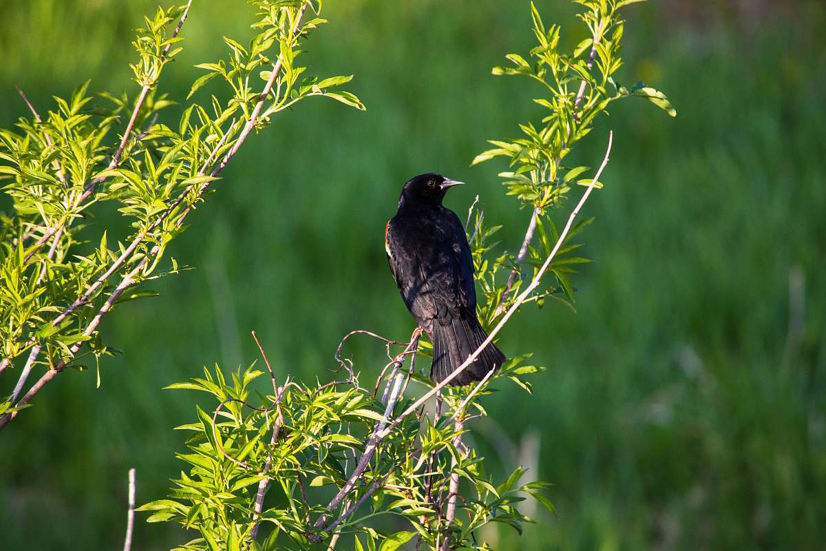 bird black bird on tree agelaius