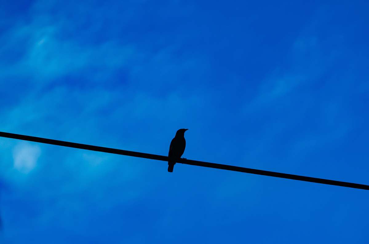 bird black bird perched on black cable crow