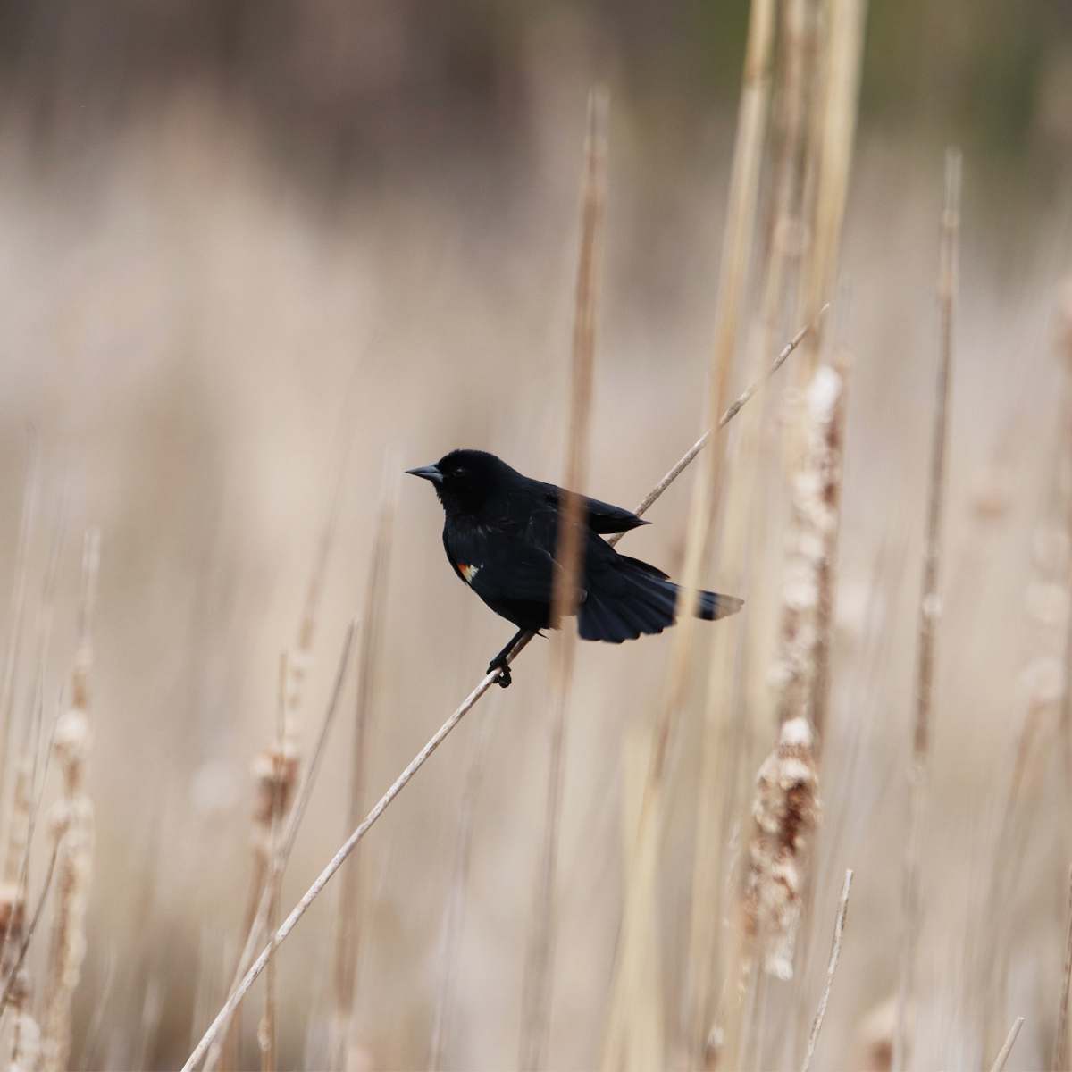 bird black bird perched on grass grass