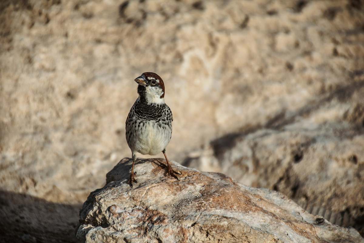 bird black bird perching on rock sparrow