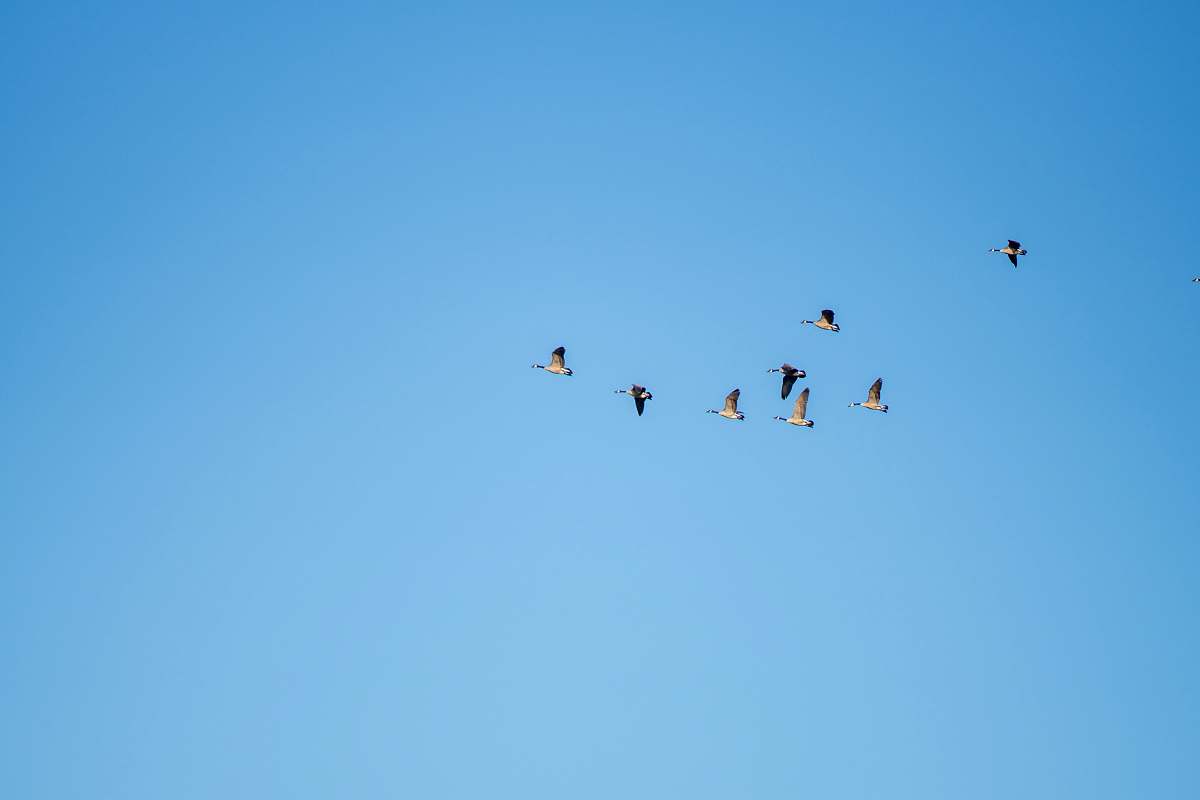 bird black birds on mid air blue
