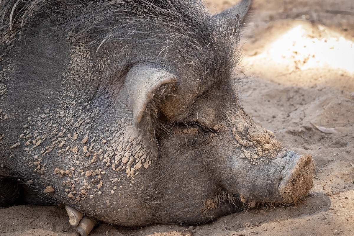 mammal black boar lying on brown sand hog