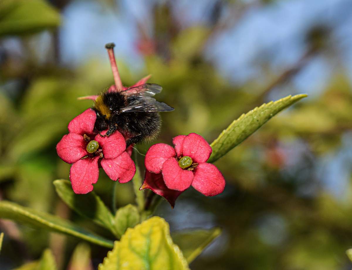 bee black bumble bee perching on red flower during daytime apidae