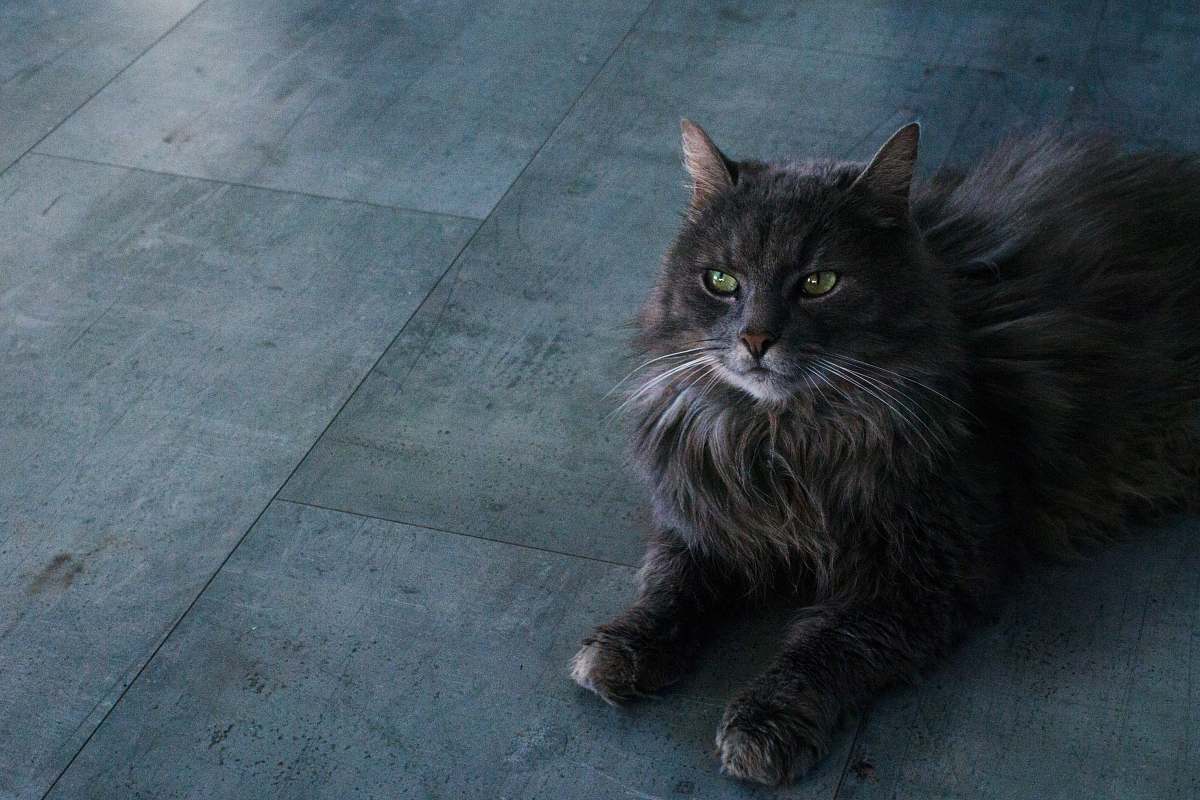 pet black cat cat