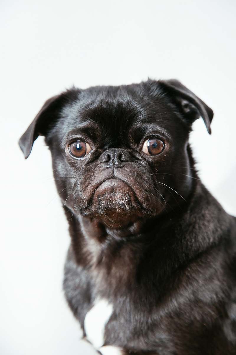 pet black coated puppy dog