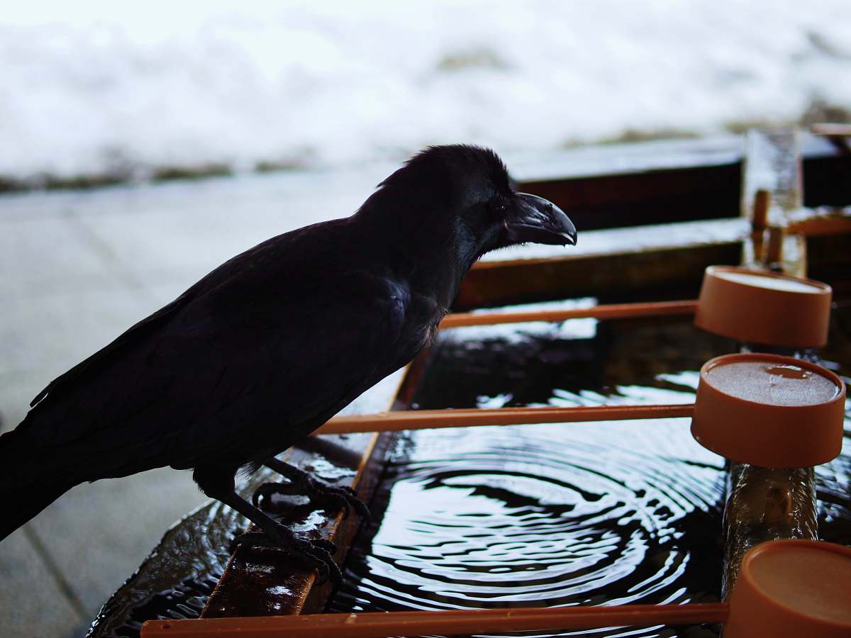 bird black crow in bird bath crow