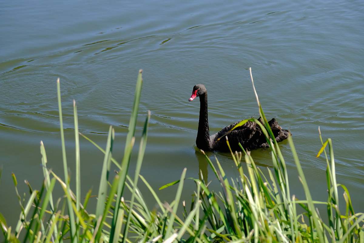 bird black duck waterfowl