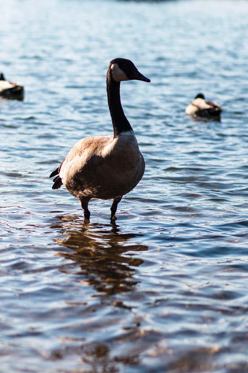 bird black duck in water water