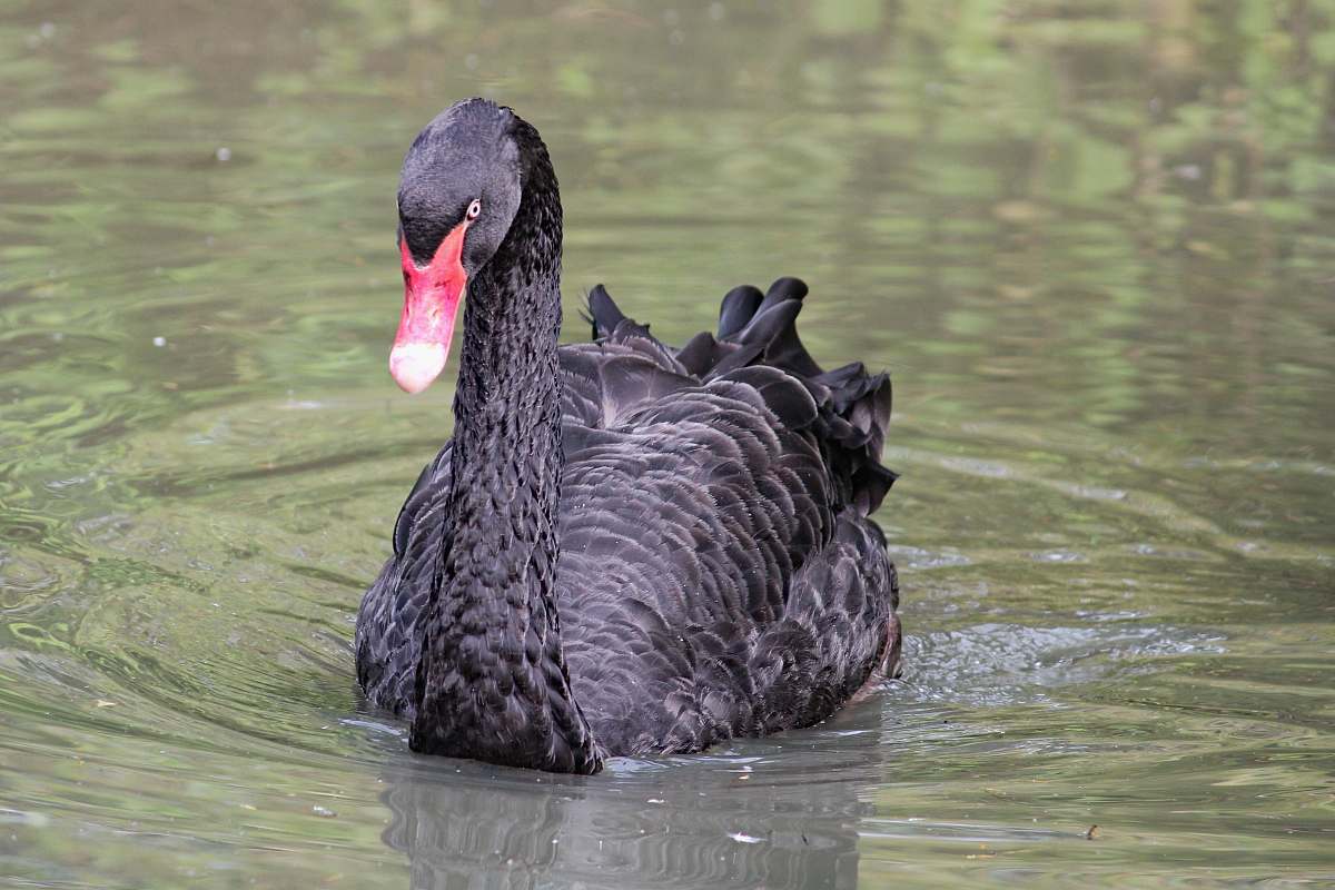 bird black duck on body of water waterfowl