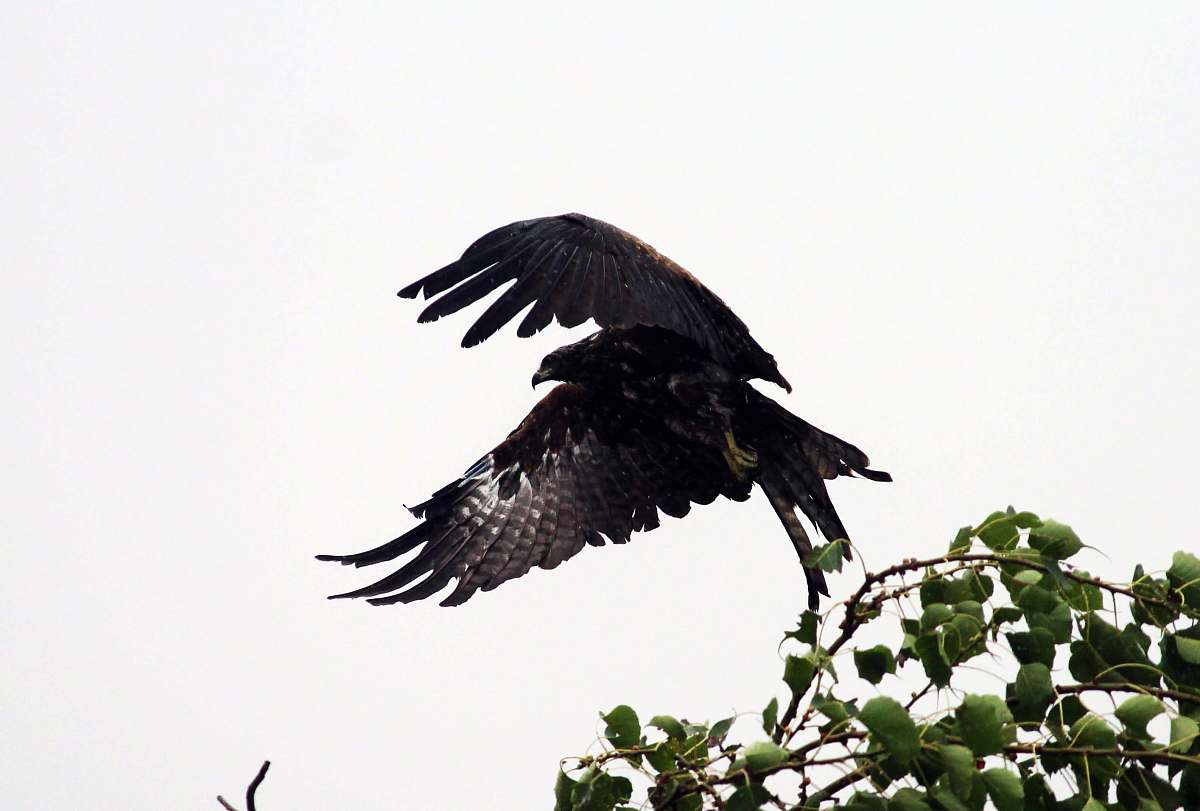 bird black eagle during daytime eagle