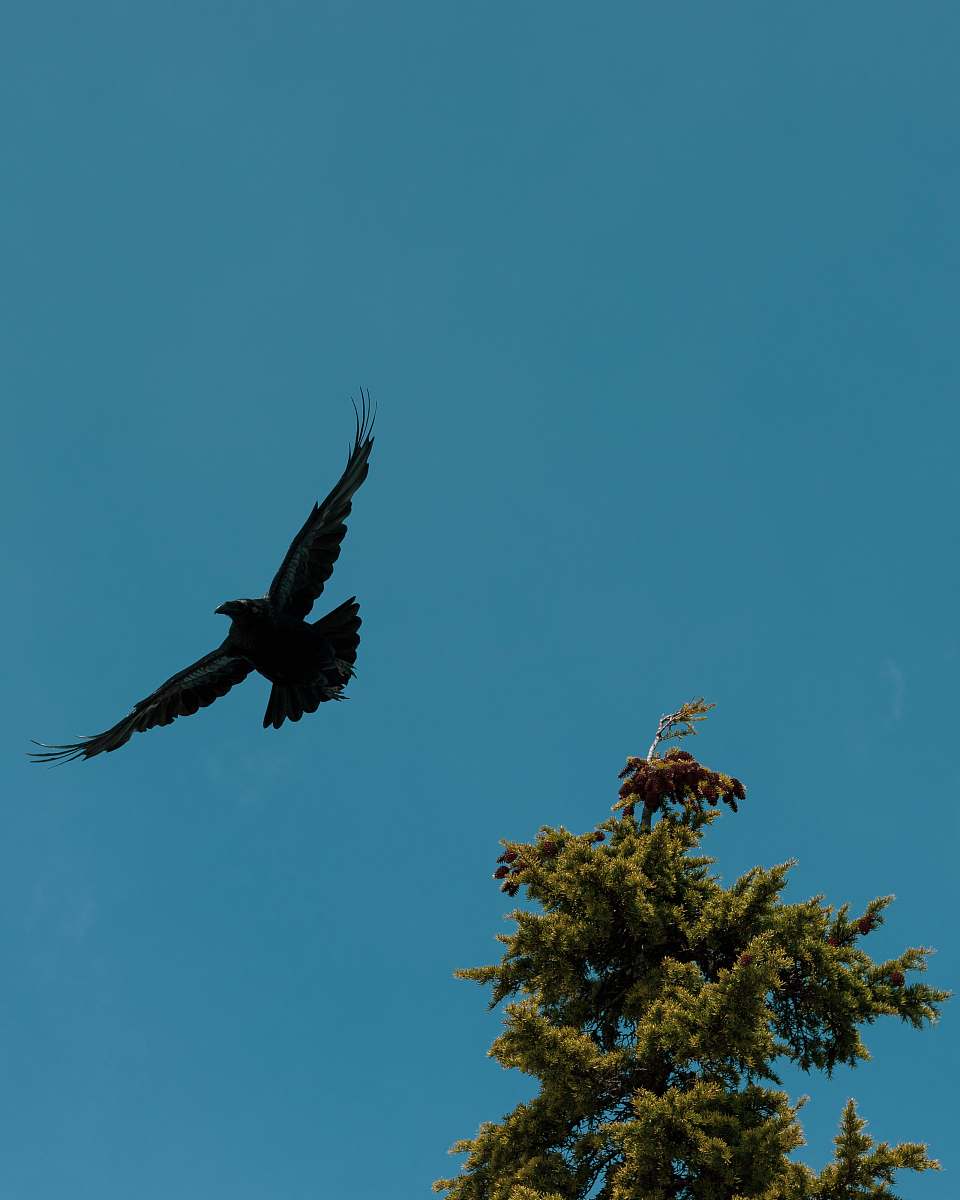 bird black eagle flying near tree flying