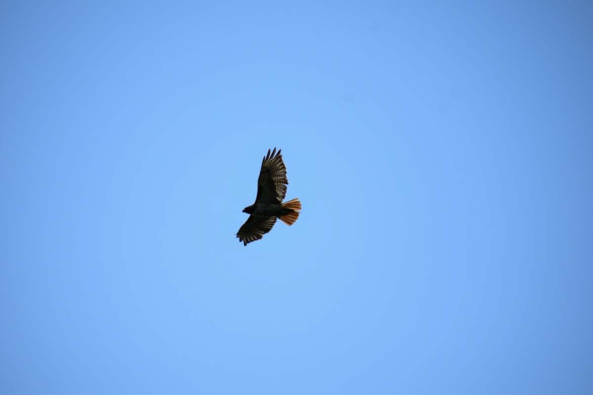 bird black eagle on sky flying