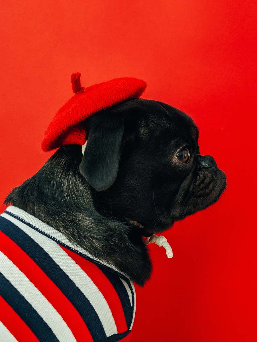 dog black fawn pug wearing white and red striped shirt pet