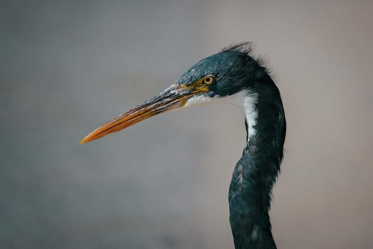 bird black long-beak bird waterfowl