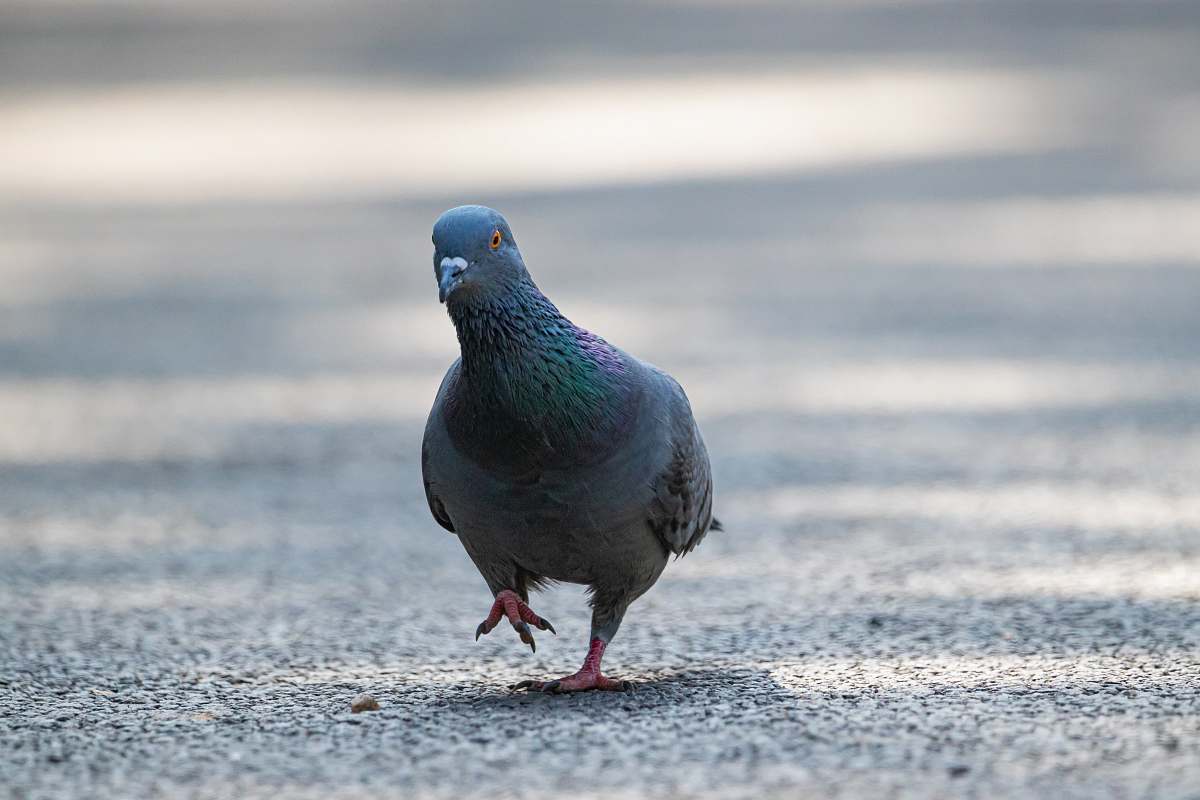 bird black pigeon pigeon