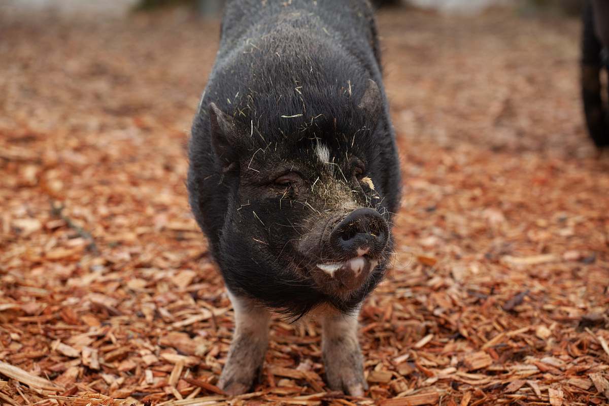 mammal black piglet standing on saw dust pig