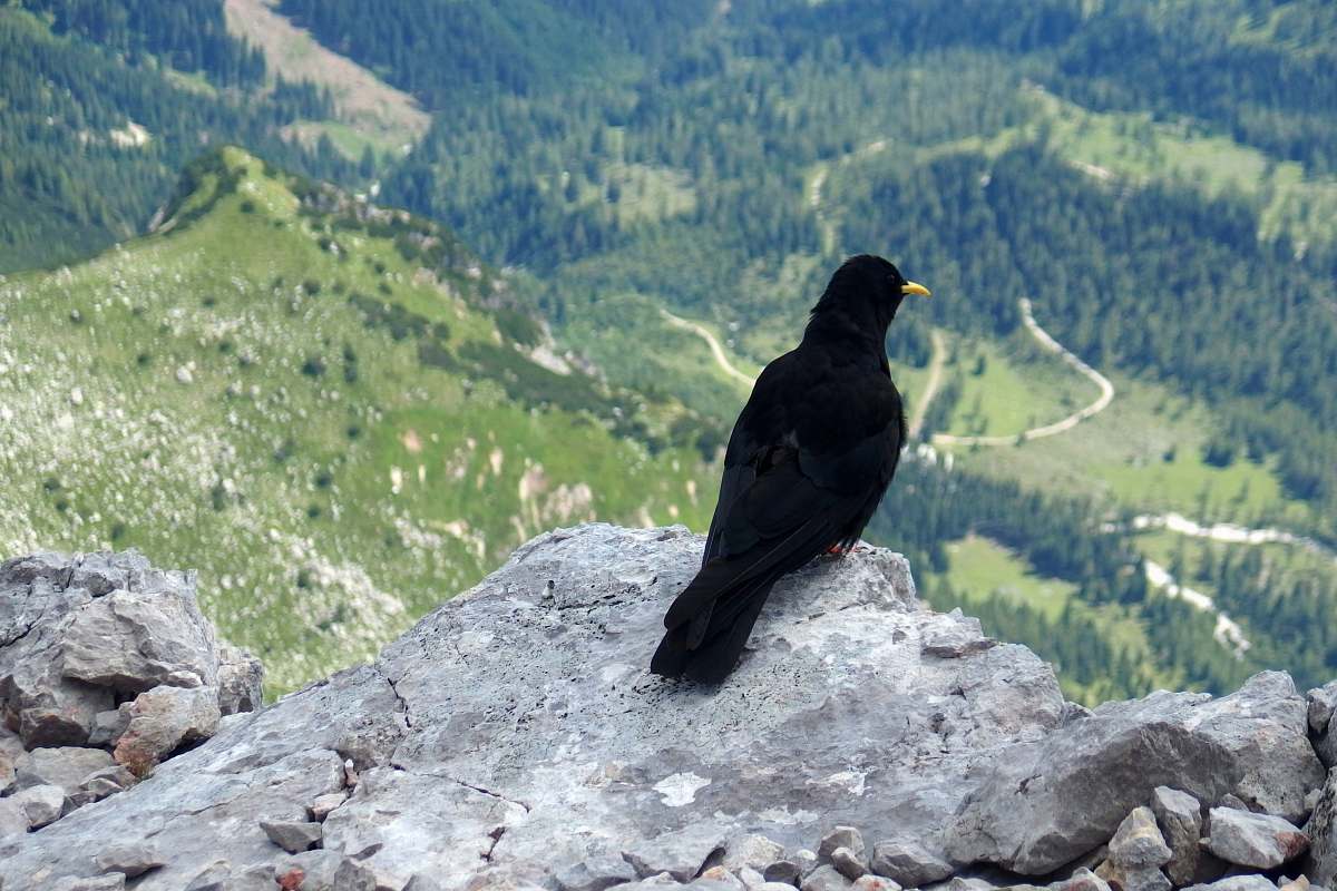 bird black raven on top of the mountain during daytime nature