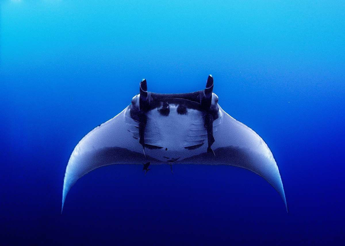 fish black sting ray manta ray