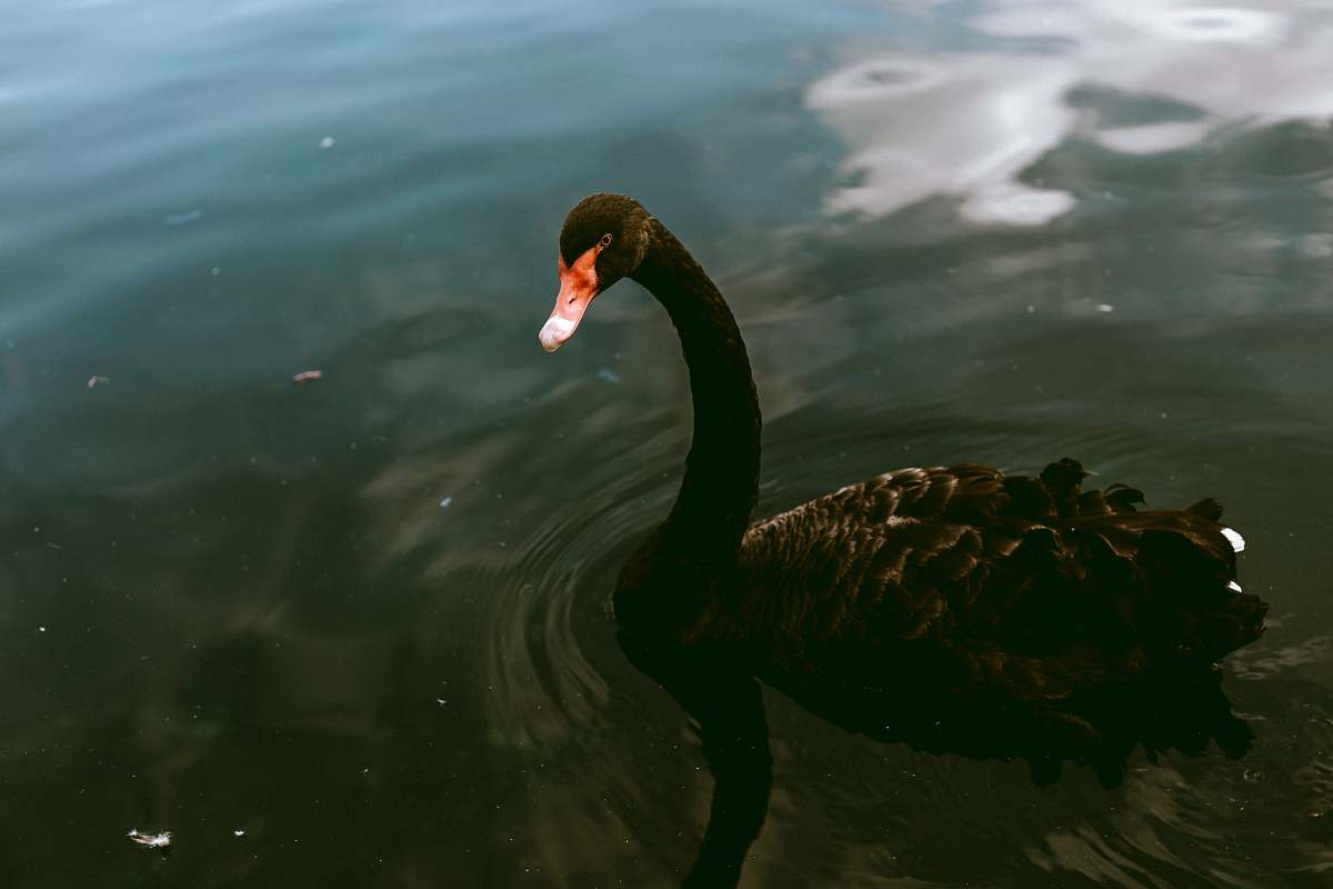 bird black swan waterfowl