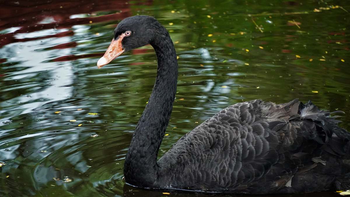 bird black swan floating on body of water waterfowl