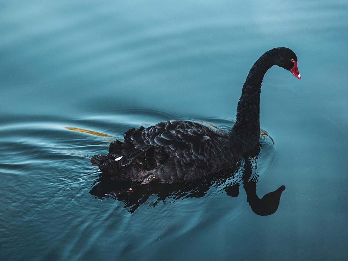 bird black swan in body of water waterfowl