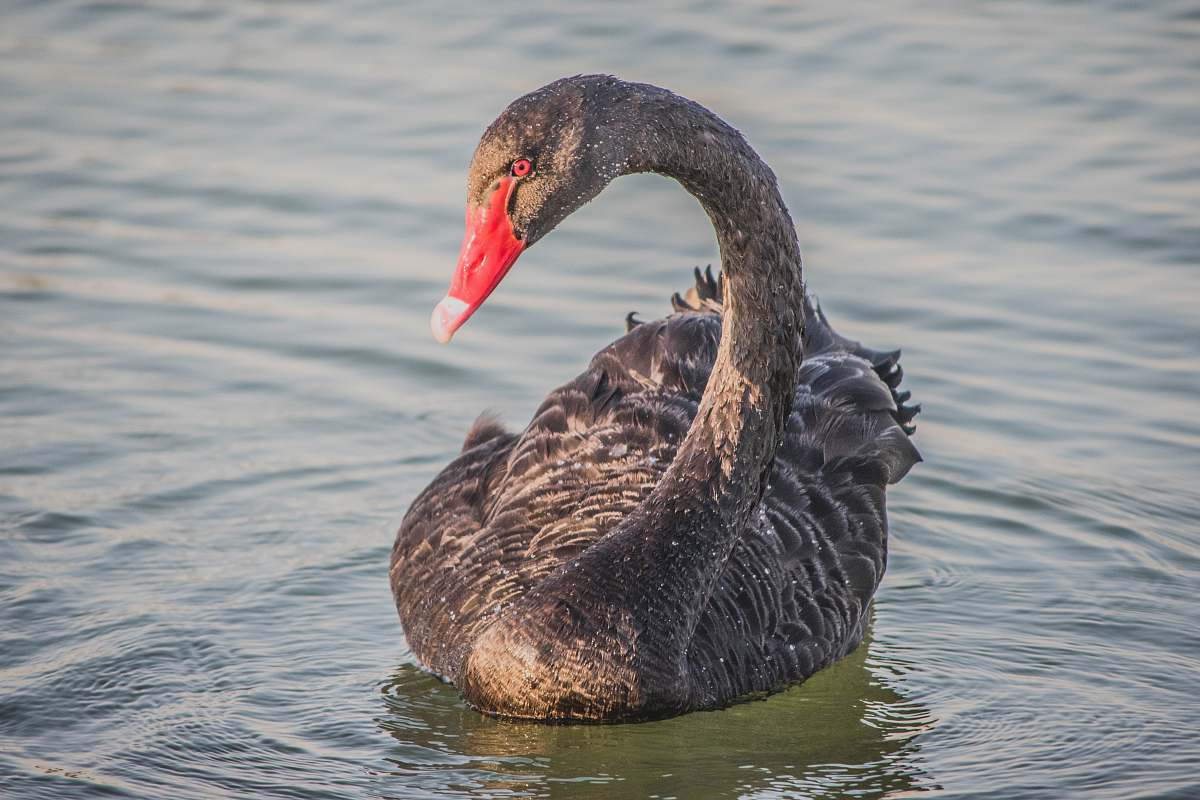 bird black swan on water waterfowl