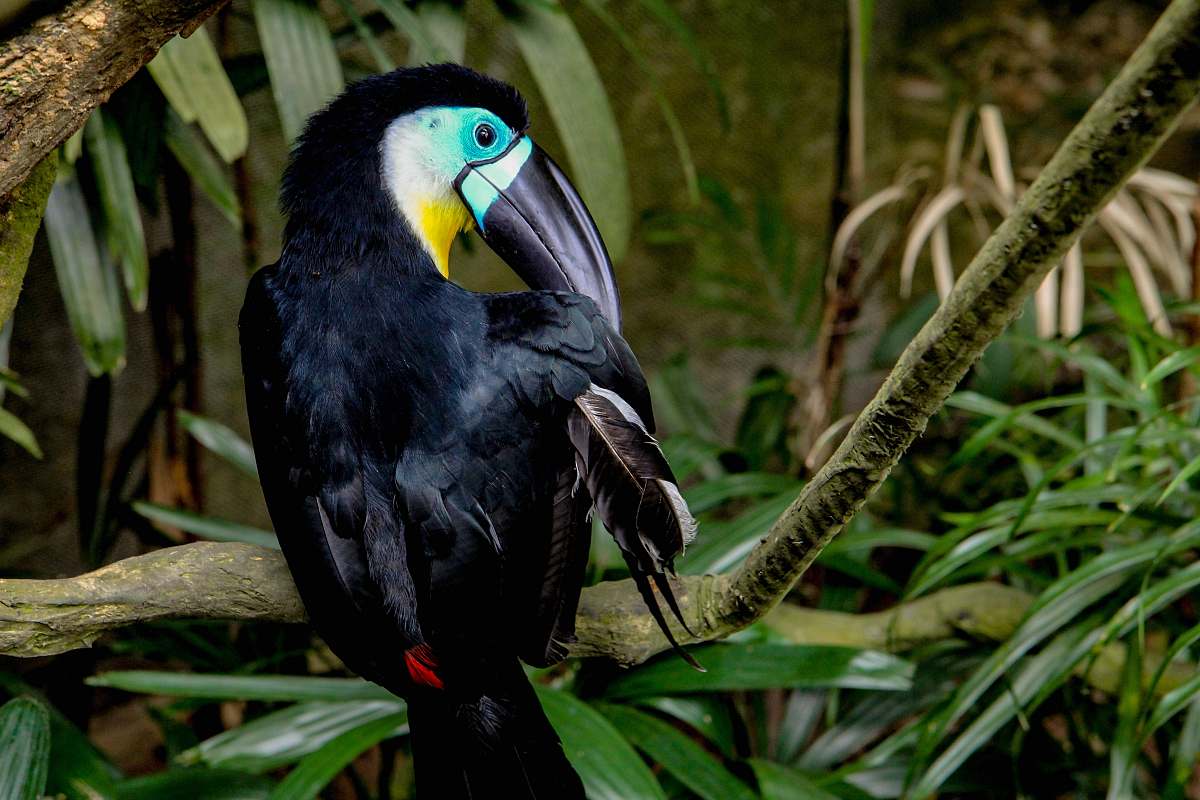 bird black toucan bird besides green plants toucan