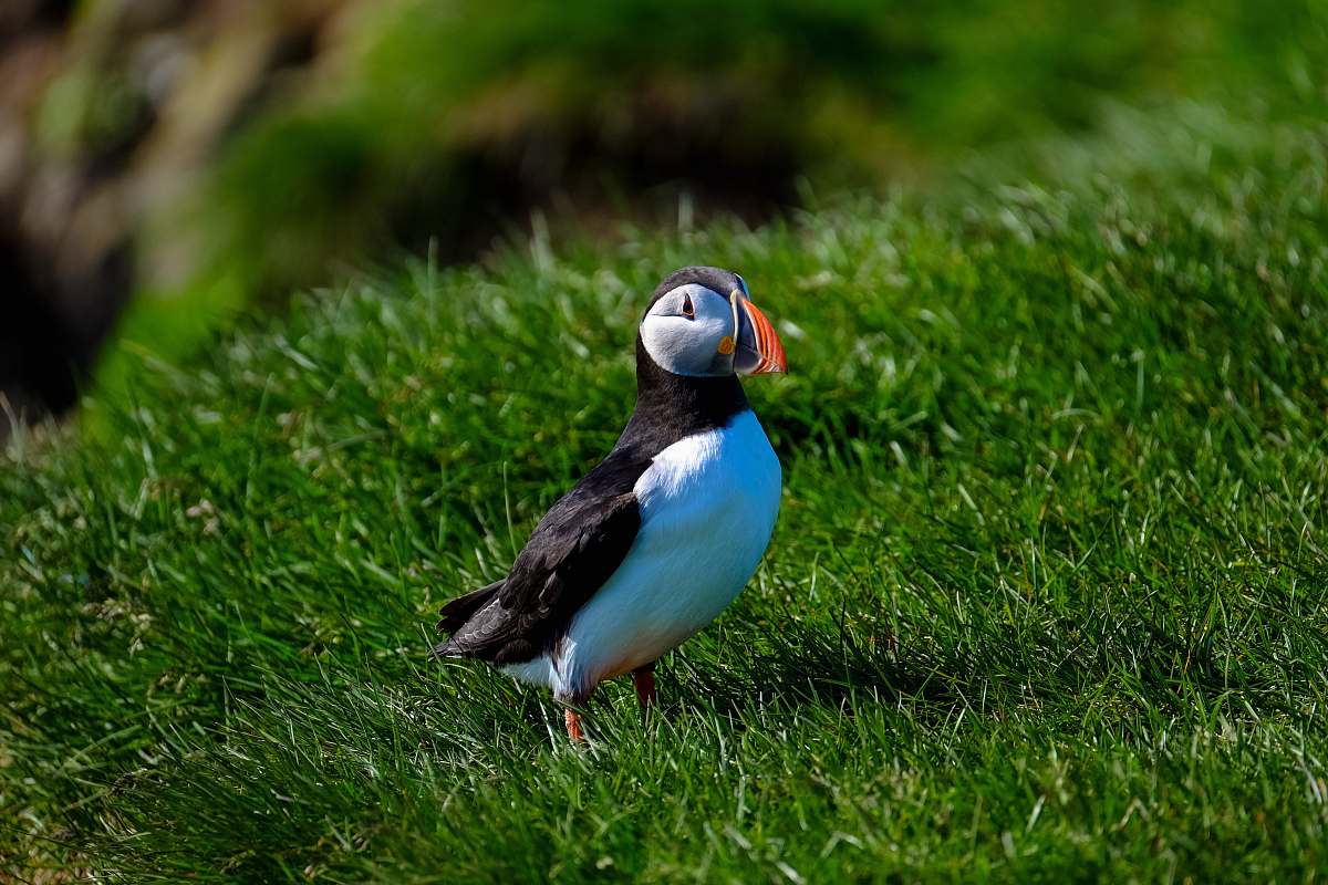 bird black white bird standing on grass puffin